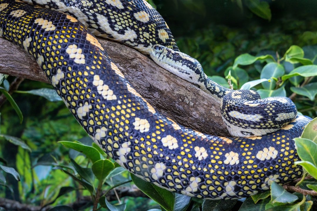 comment s'appelle le serpent dans le livre de la jungle