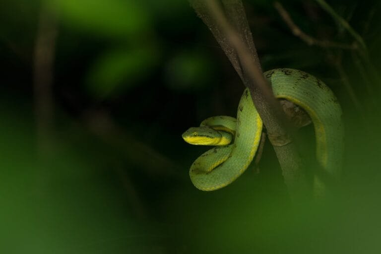 quand on rêve de serpent ça veut dire quoi