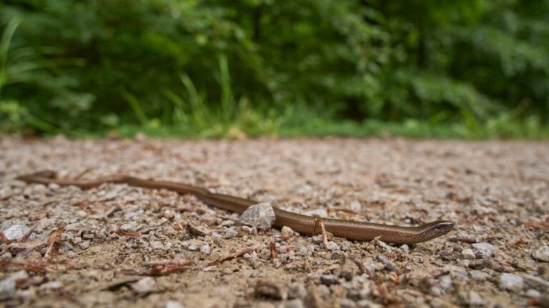 comment reconnaître un trou de serpent