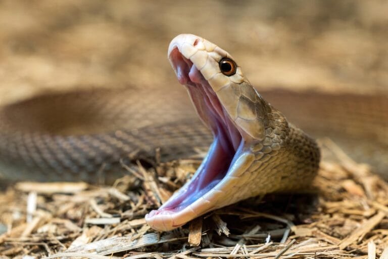 que mange les serpents