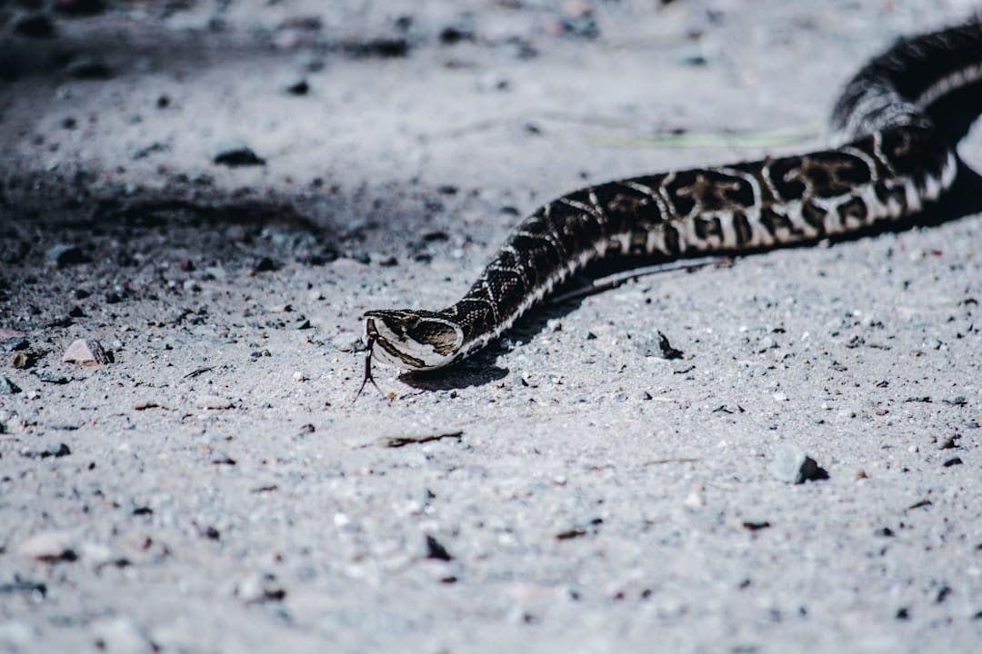 que mangent les serpents