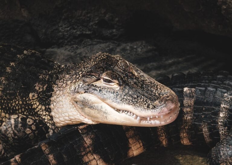 combien de temps un serpent peut rester sans manger