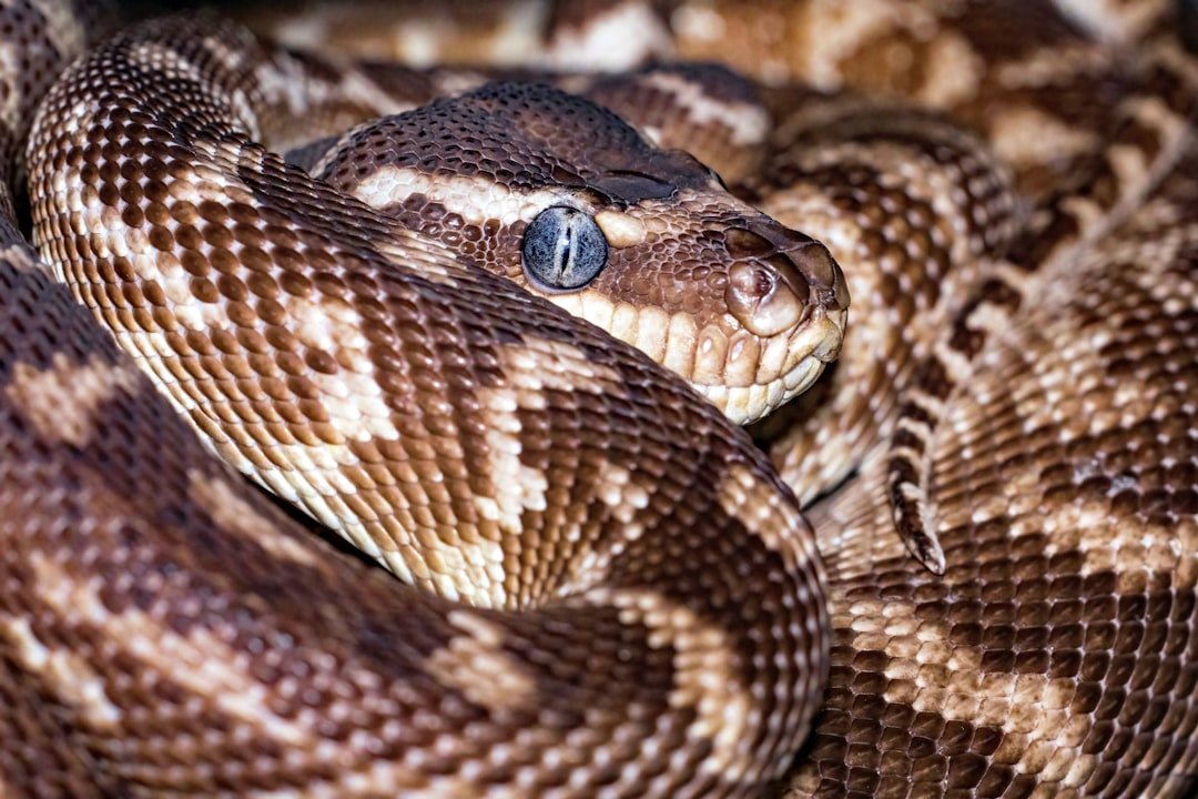 comment les serpents font caca