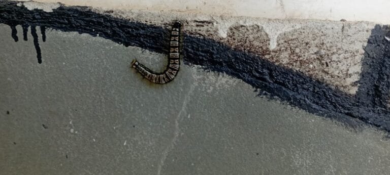 qui mange les serpents