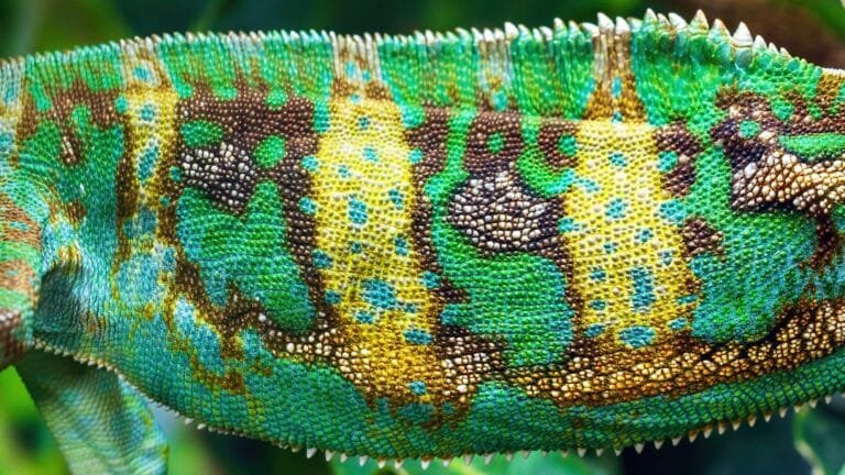 comment les serpent font caca