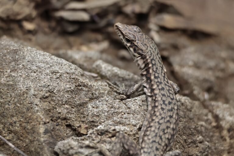 comment chasser un serpent de la maison