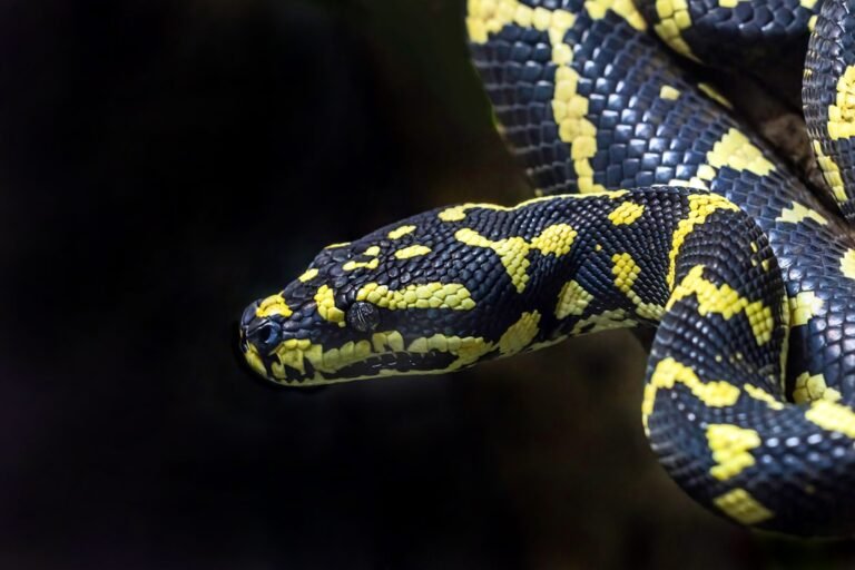 il ya un serpent dans ma botte