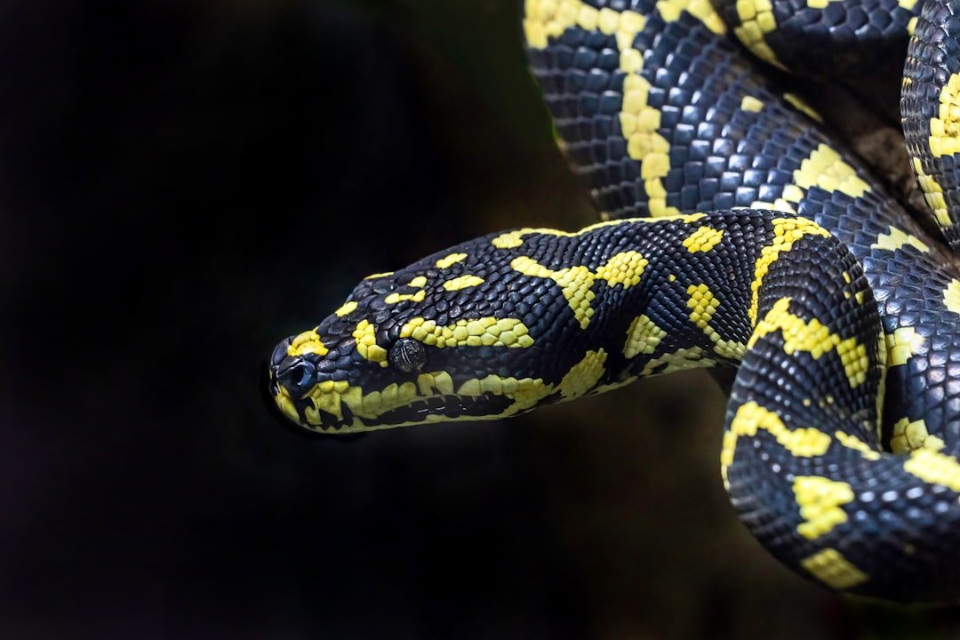 il ya un serpent dans ma botte